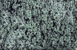 Scenic Express 825E SAGE GRN COARSE 48OZ ECO