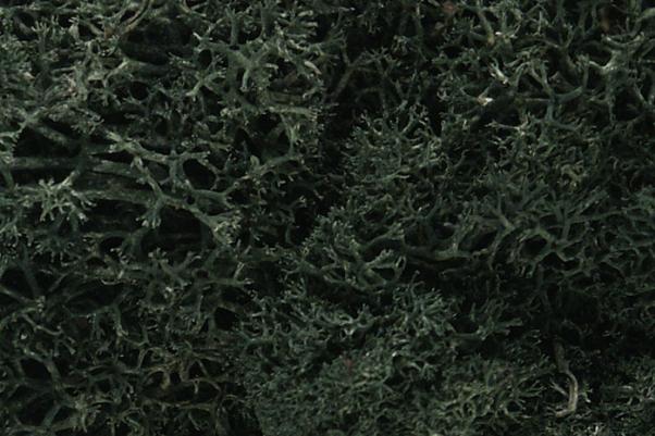 Woodland Scenics: Lichen - Dark Green