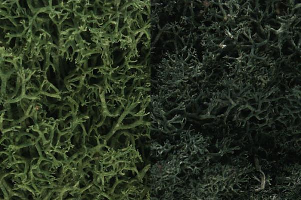 Woodland Scenics: Lichen - Dark Green Mix